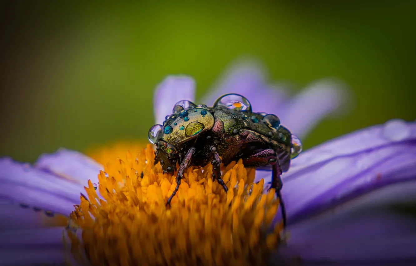 Photo wallpaper macro, flowers, Rosa, reflection, beetle, insect, water drops, Golden bronze
