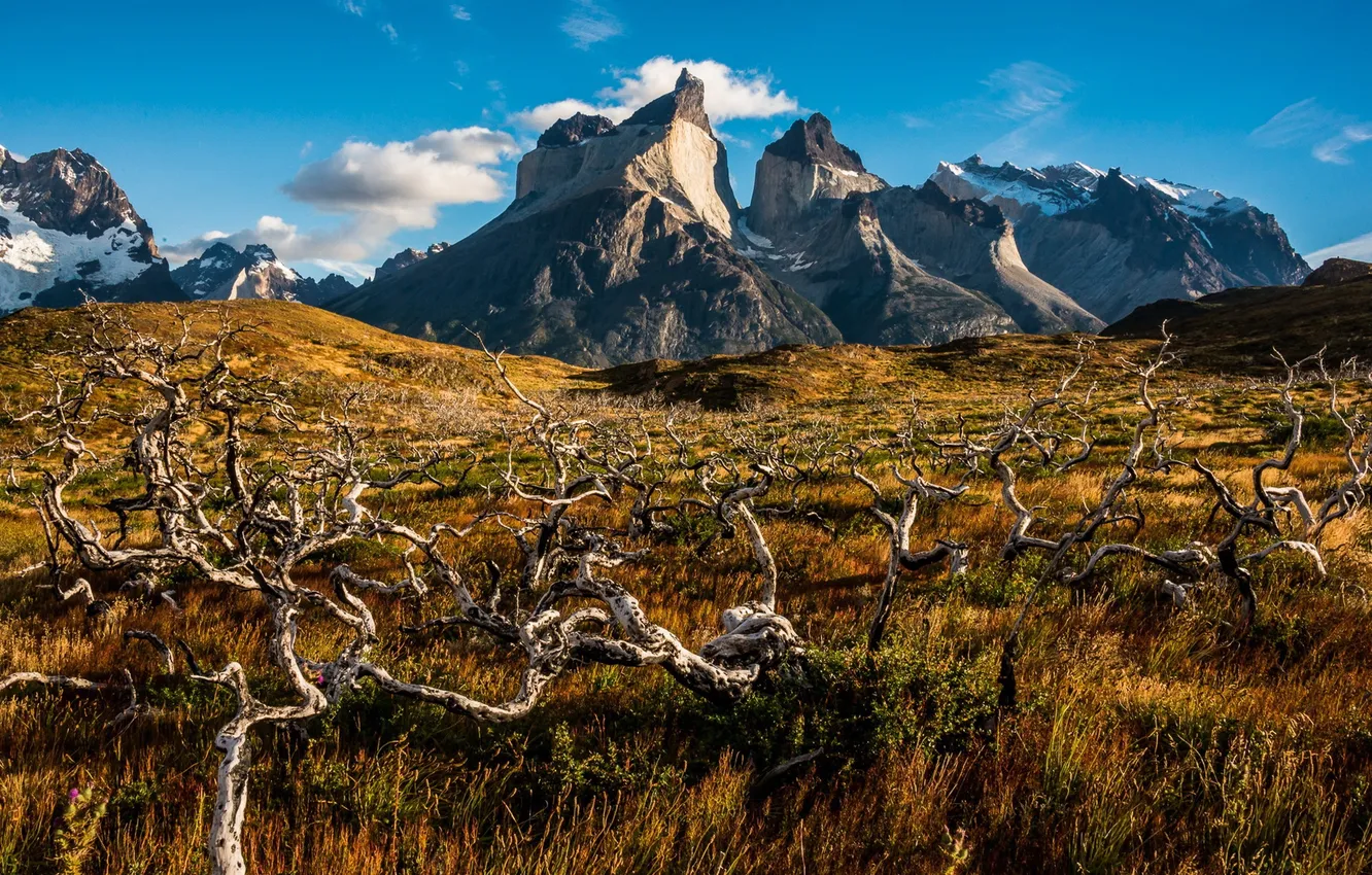 Photo wallpaper landscape, Torres del Paine, Cuernos and Trees