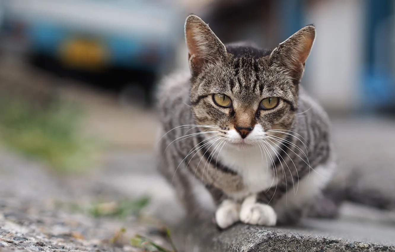 Photo wallpaper cat, look, background