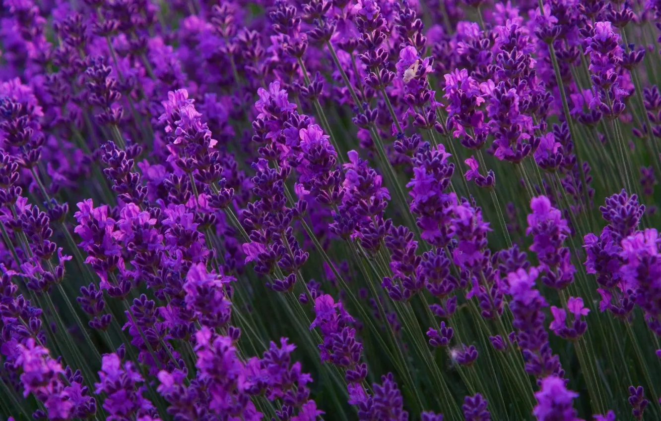 Photo wallpaper flowers, nature, lavender, lilac