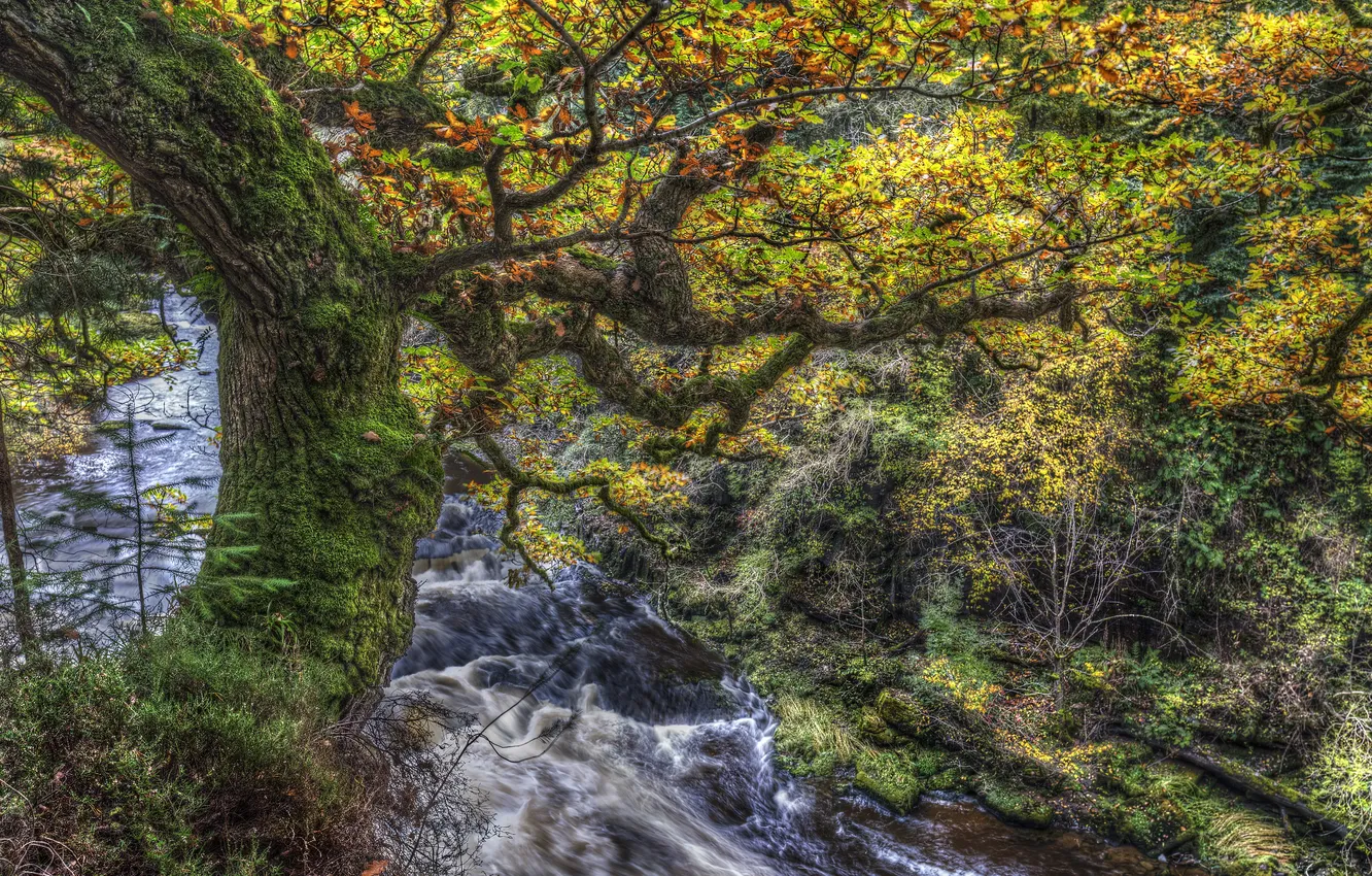 Photo wallpaper leaves, branches, stream, tree, for, moss, treatment, Scotland