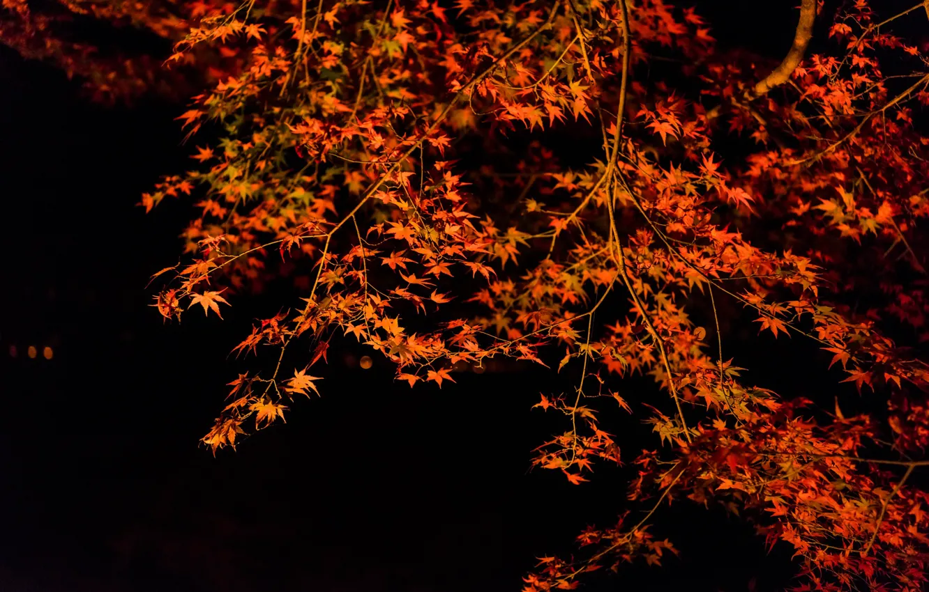 Photo wallpaper autumn, leaves, trees, night