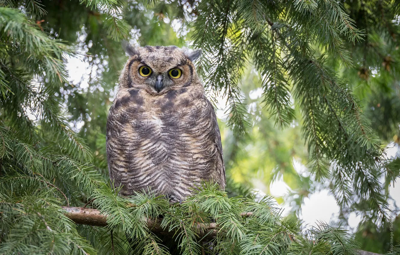 Photo wallpaper nature, owl, bird, spruce