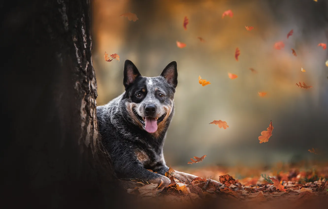 Photo wallpaper autumn, leaves, nature, tree, animal, dog, trunk, dog