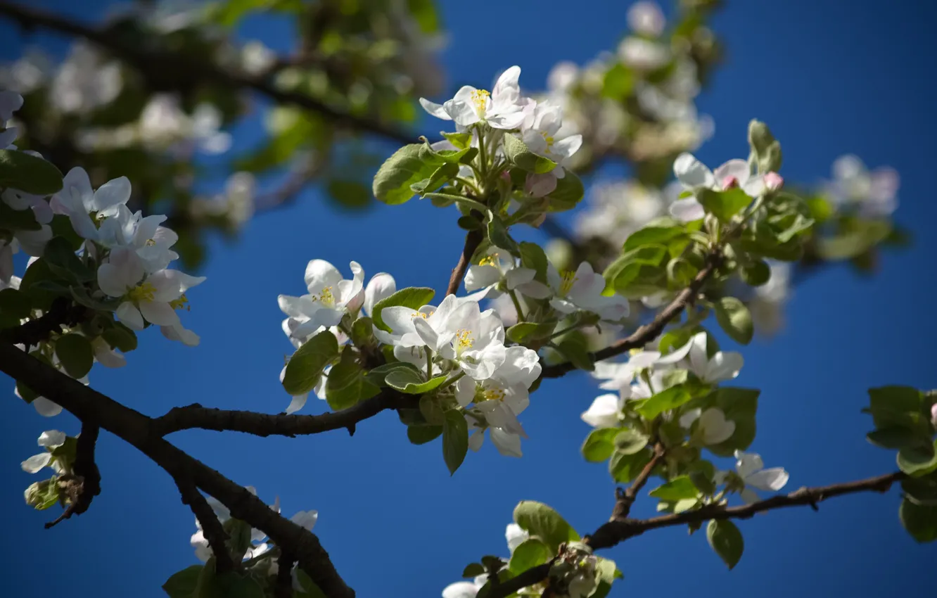 Photo wallpaper greens, white, the sky, blue, The Apple trees in Bloom