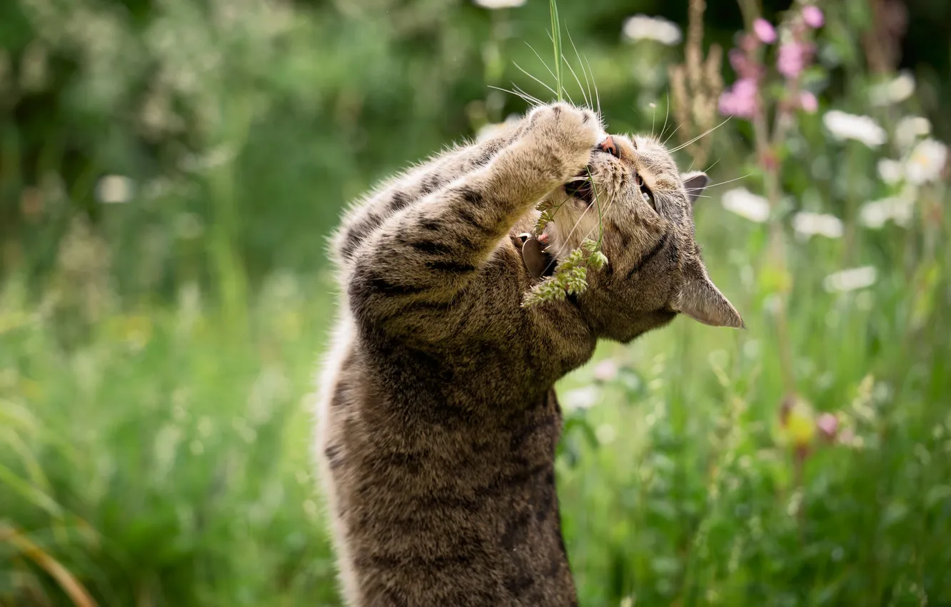 Photo wallpaper cat, cat, flowers, pose, grey, the game, legs, garden