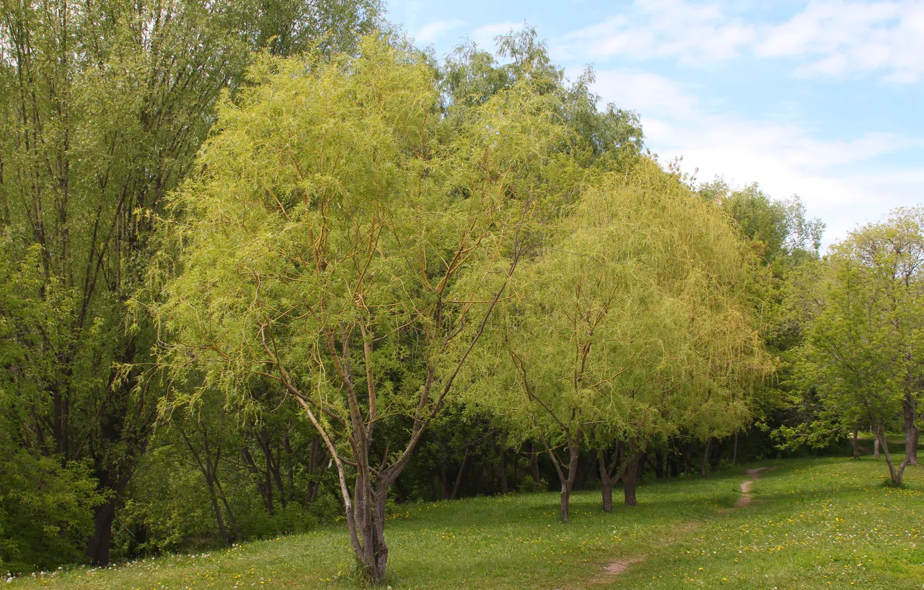 Photo wallpaper forest, the sky, clouds, trees, nature, spring, may, path