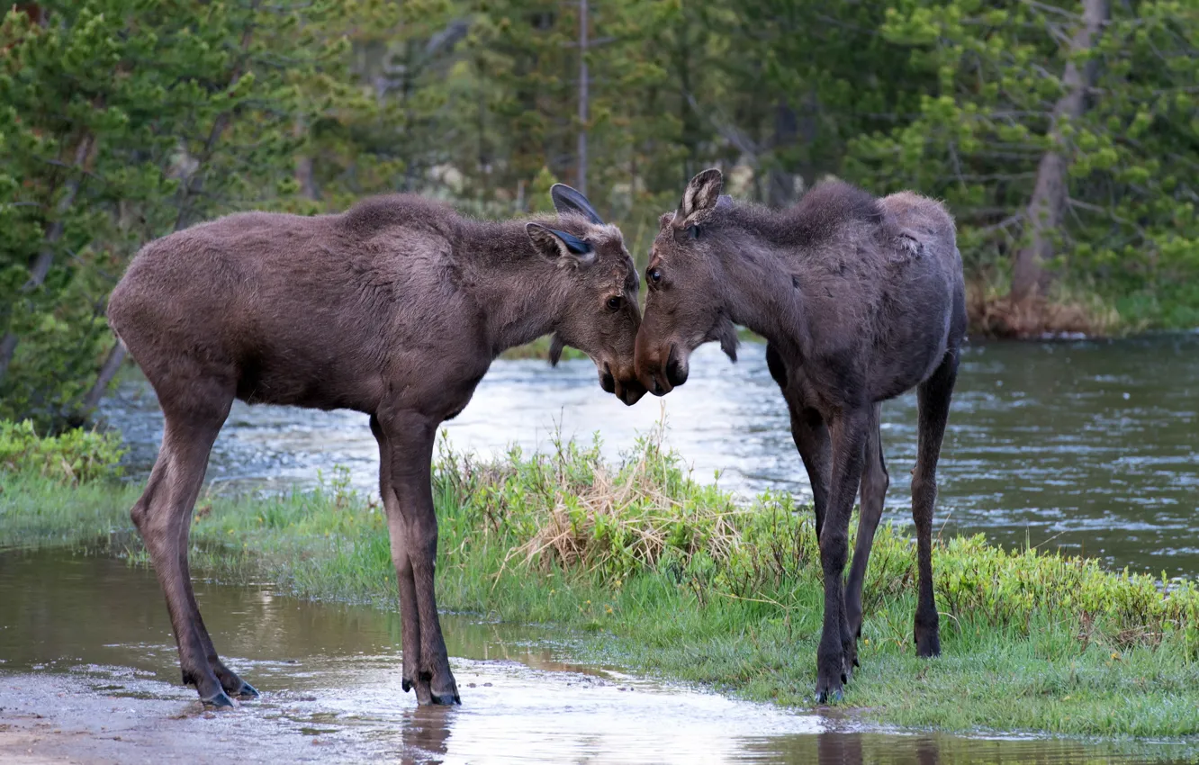 Photo wallpaper nature, river, moose