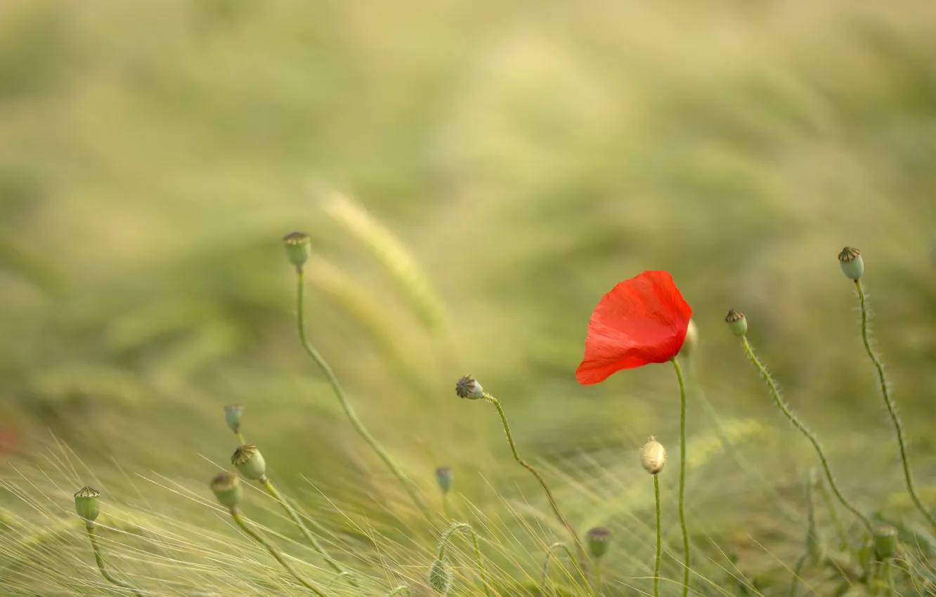 Photo wallpaper field, summer, flowers, red, Mac, rye, Maki, spikelets
