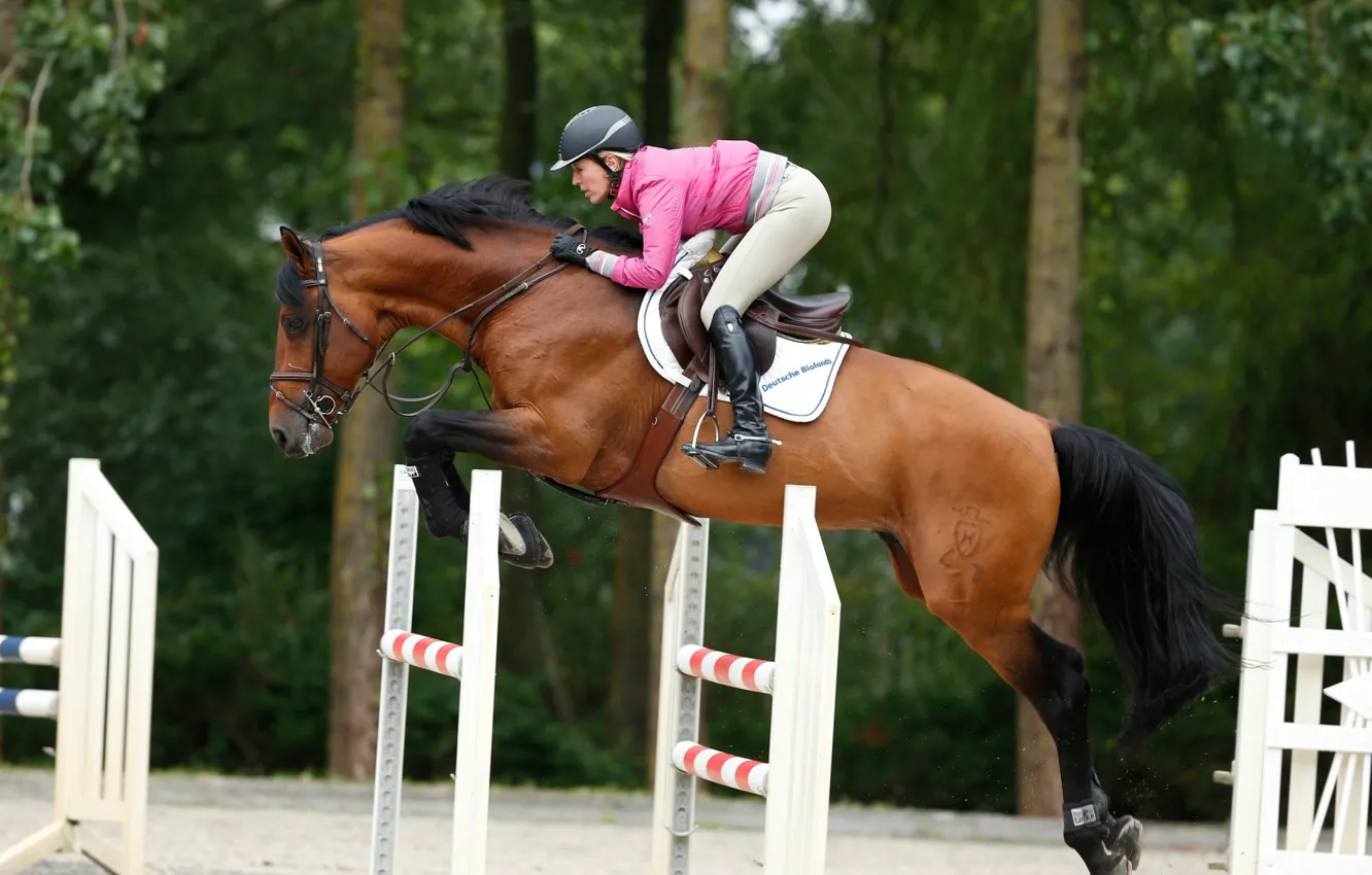 Photo wallpaper horse, jump, sport, horse, jumping, horse, show jumping, equestrian
