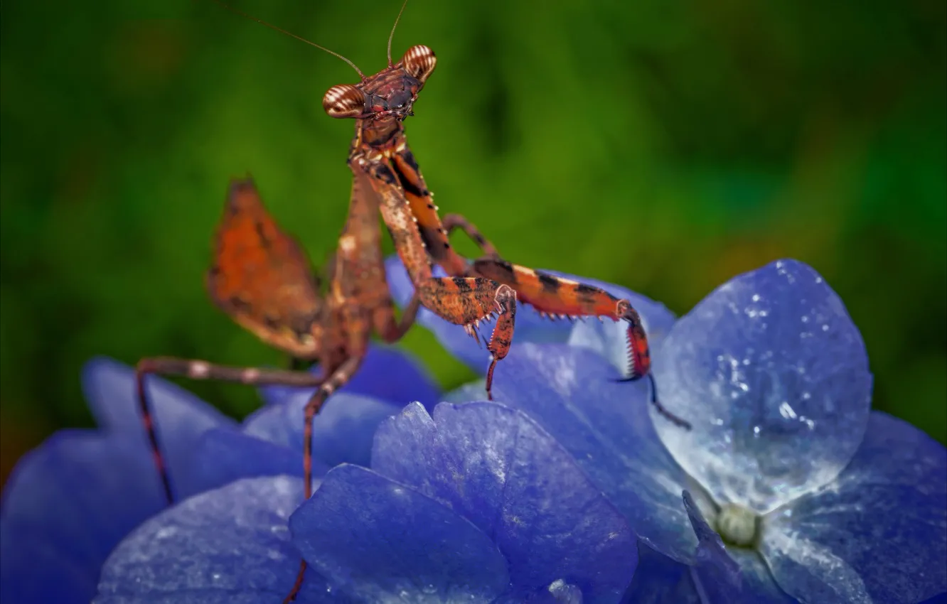 Photo wallpaper flower, mantis, insect