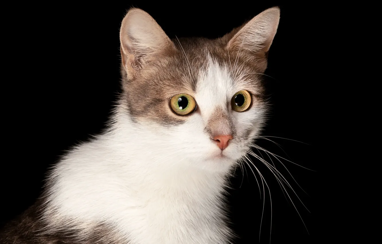 Photo wallpaper cat, look, portrait, muzzle, black background, Natalia Lays