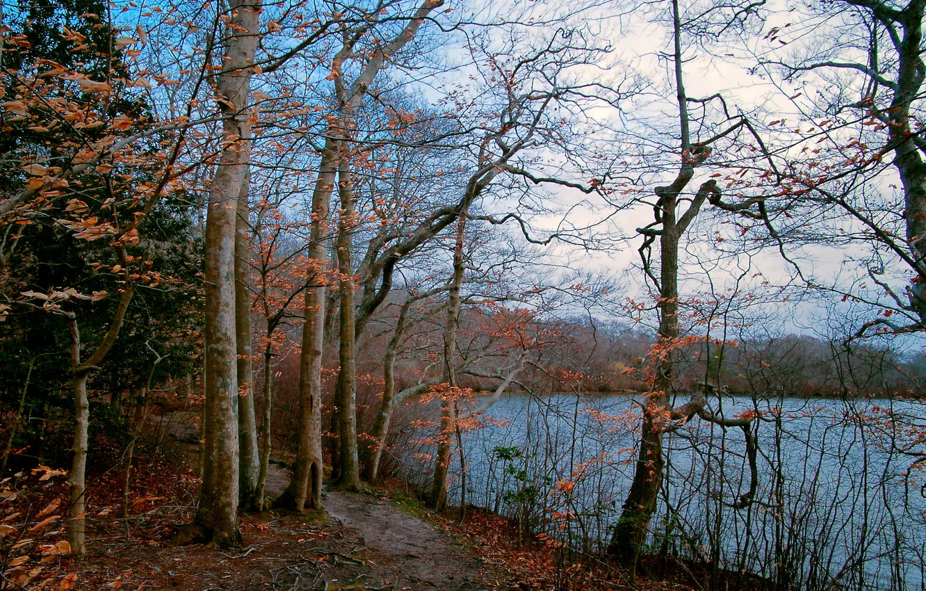 Photo wallpaper autumn, forest, the sky, trees, lake, path