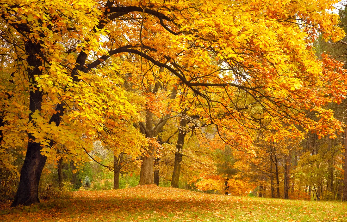 Photo wallpaper autumn, forest, leaves, trees, landscape, branches, nature, Park