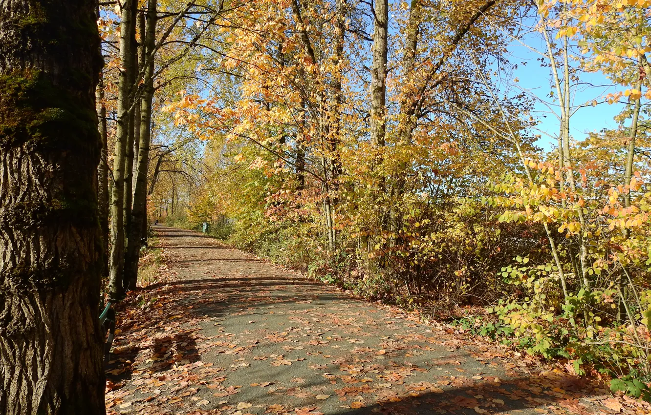 Photo wallpaper foliage, Autumn, track, autumn, leaves, path, fall