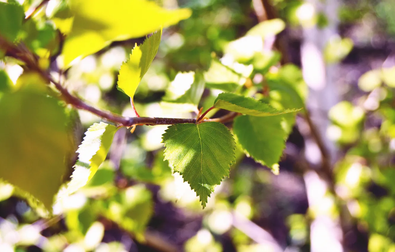 Photo wallpaper leaves, macro, nature, branch, bright, birch