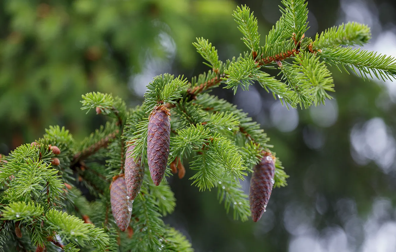 Photo wallpaper needles, branches, green, bumps