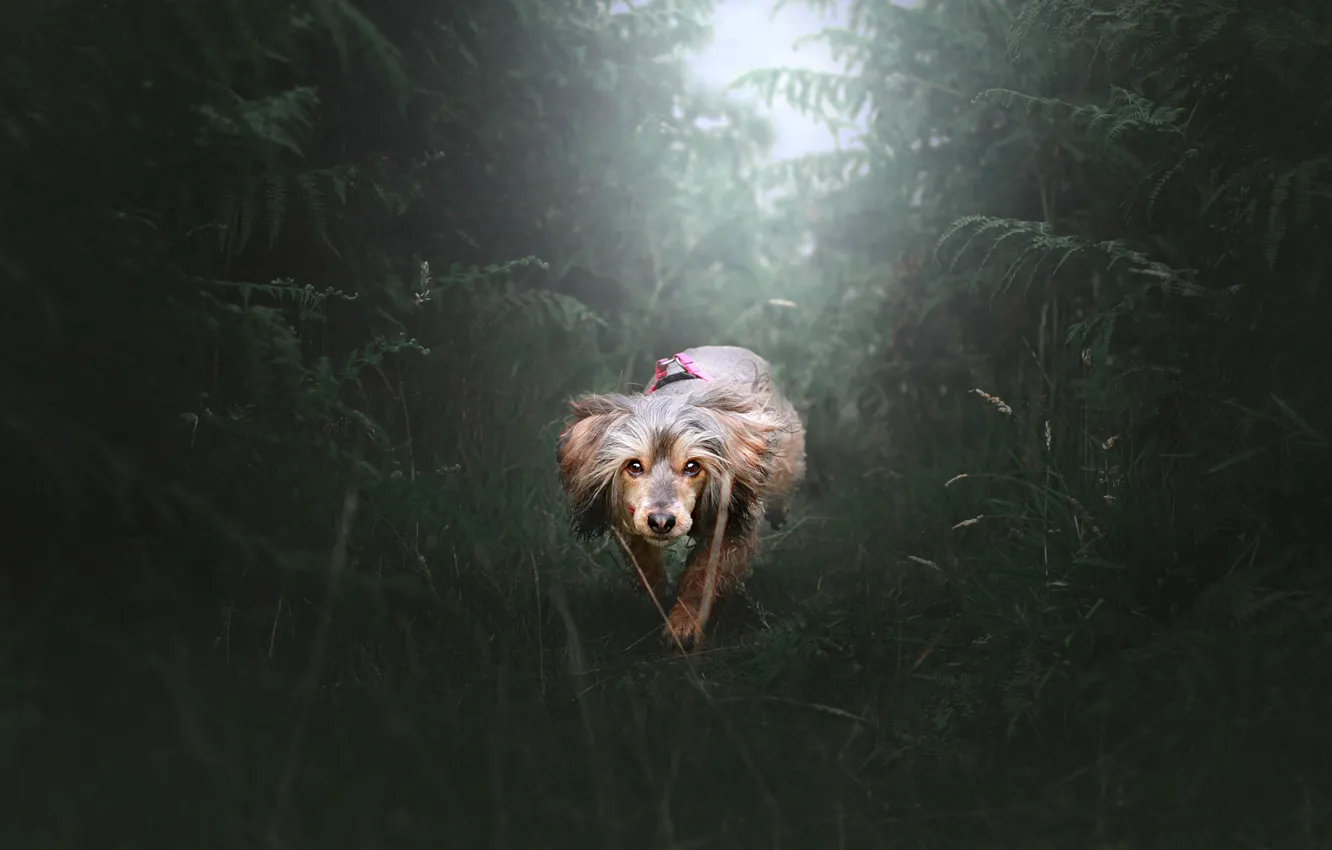 Photo wallpaper greens, look, nature, pose, thickets, dog, walk, face