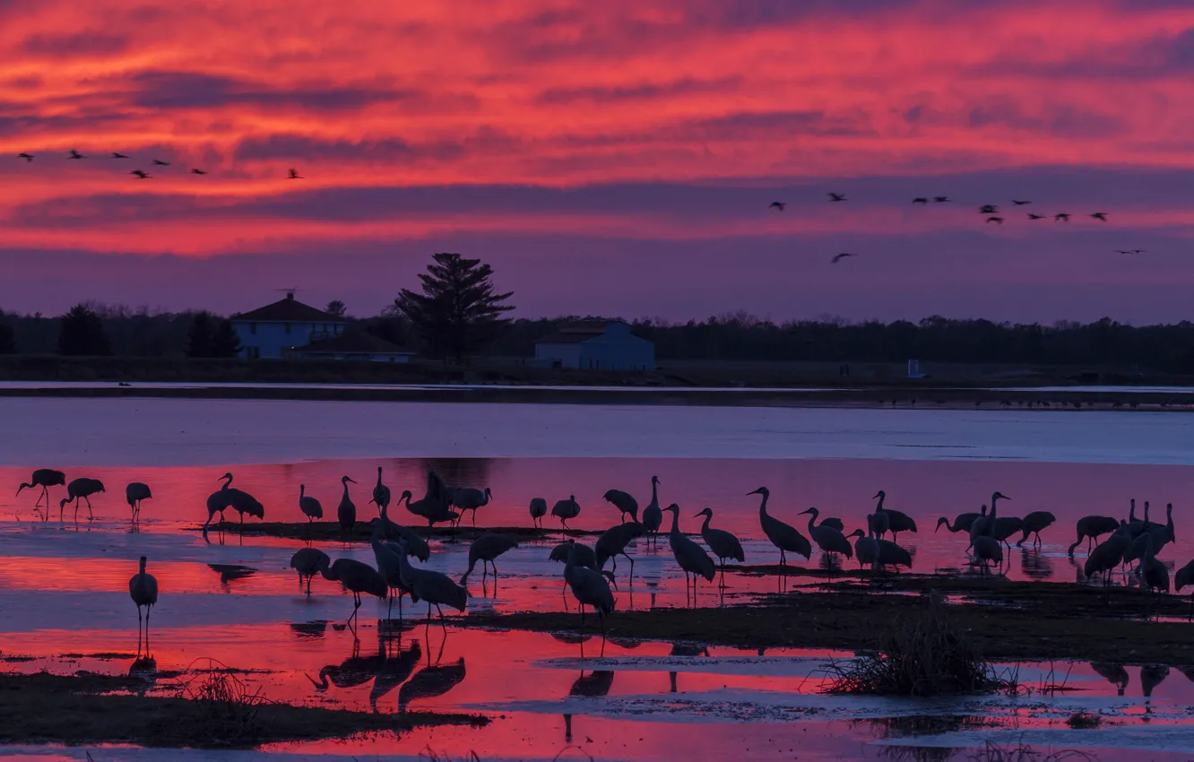 Photo wallpaper sunset, nature, bird, silhouette, glow