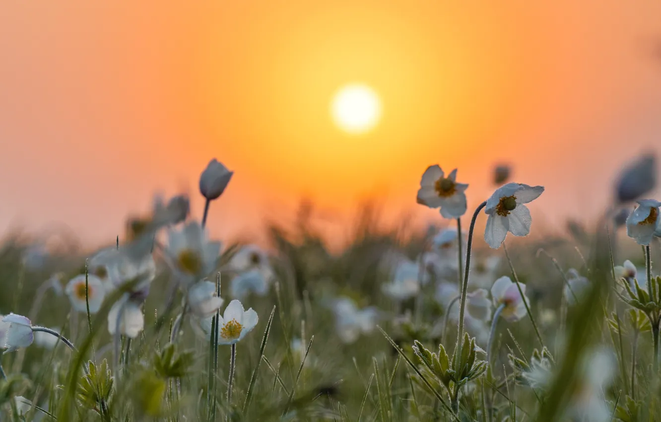 Photo wallpaper dawn, spring, snowdrops, anemones