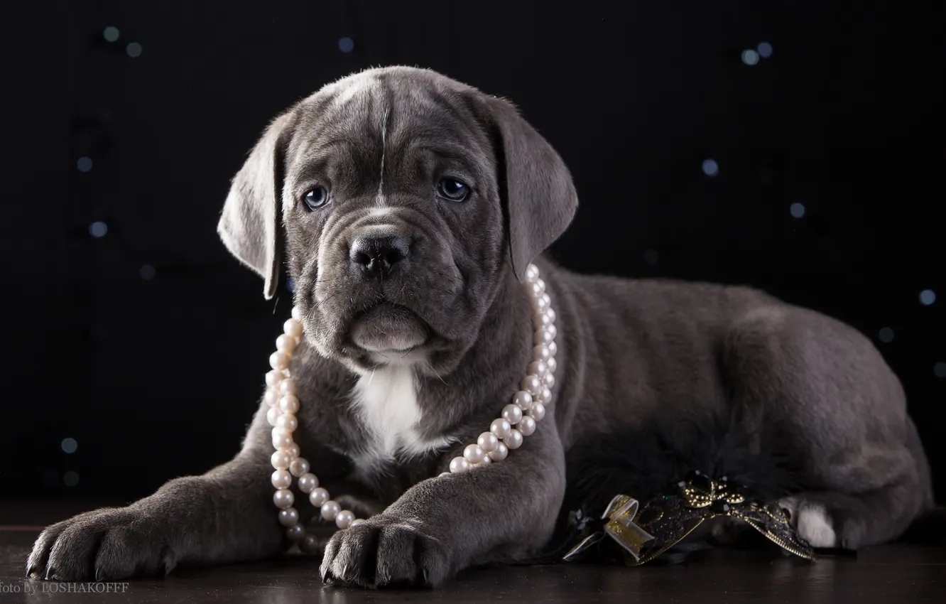 Photo wallpaper necklace, puppy, handsome, cane Corso