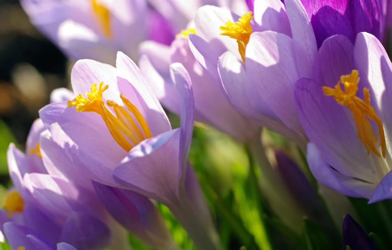 Photo wallpaper macro, light, spring, crocuses, lilac