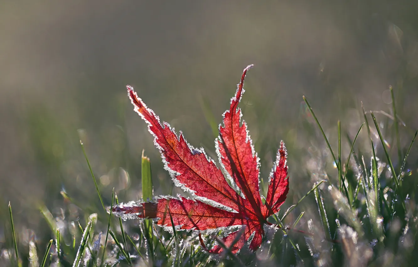 Photo wallpaper frost, autumn, grass, leaves, macro