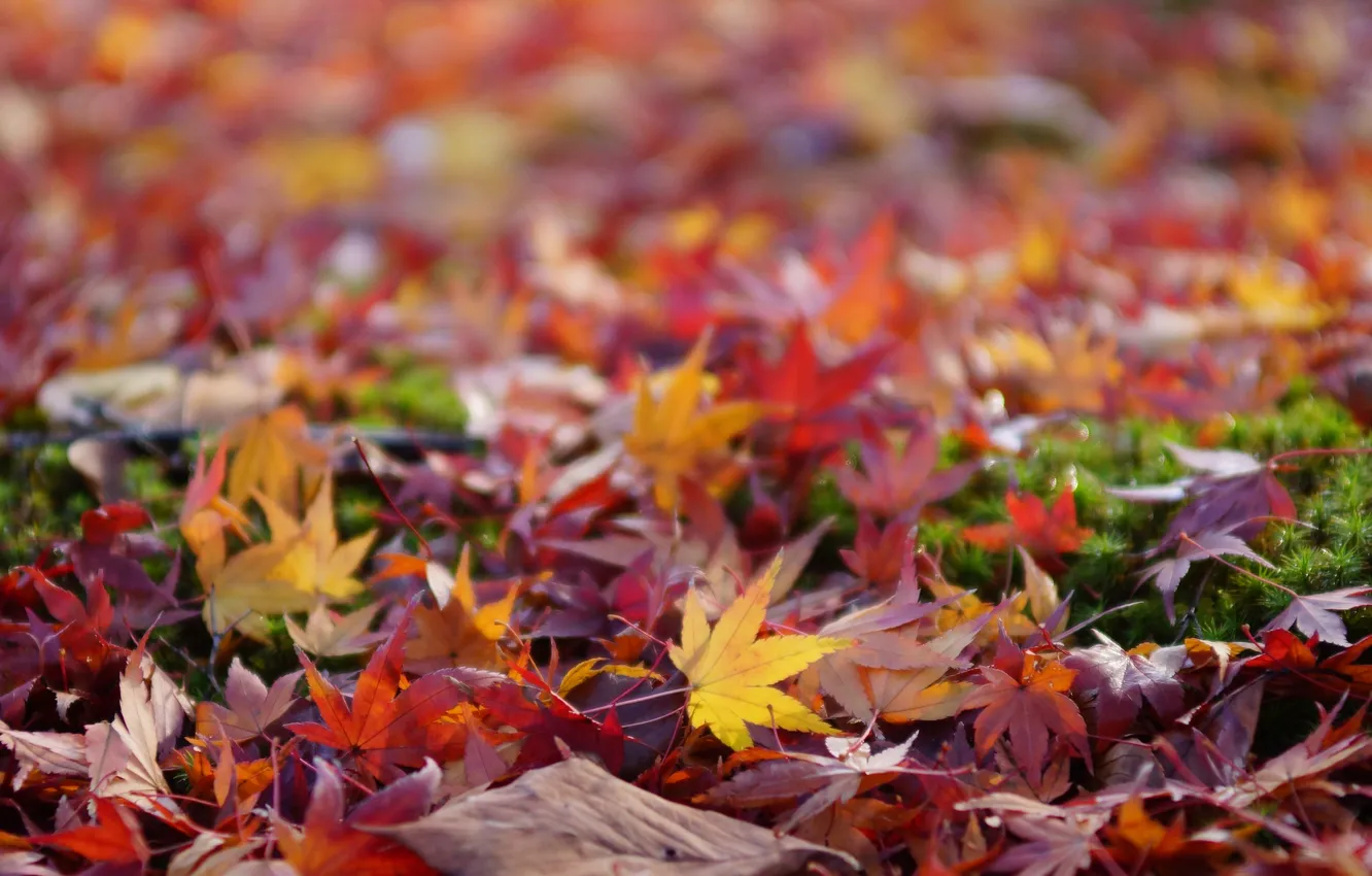Photo wallpaper autumn, leaves, earth, colored
