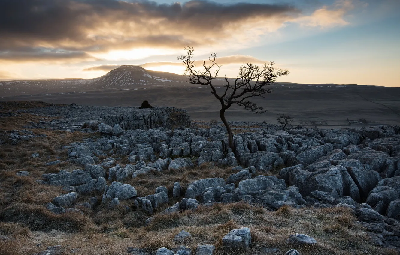 Photo wallpaper field, trees, landscape, stones