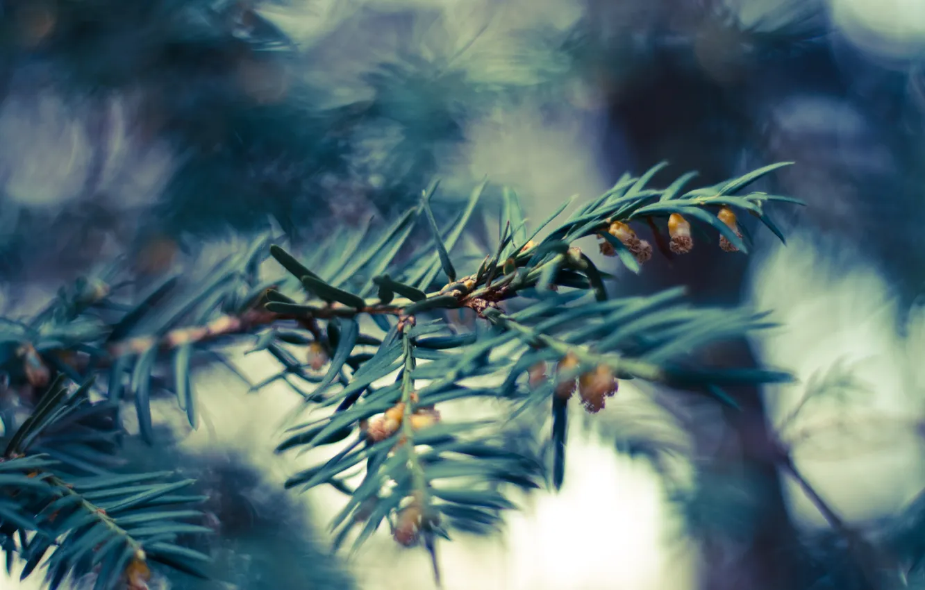 Photo wallpaper needles, nature, photo, background, Wallpaper, spruce, blur, needles