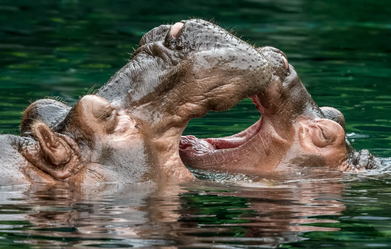 Photo wallpaper the game, mouth, Hippo