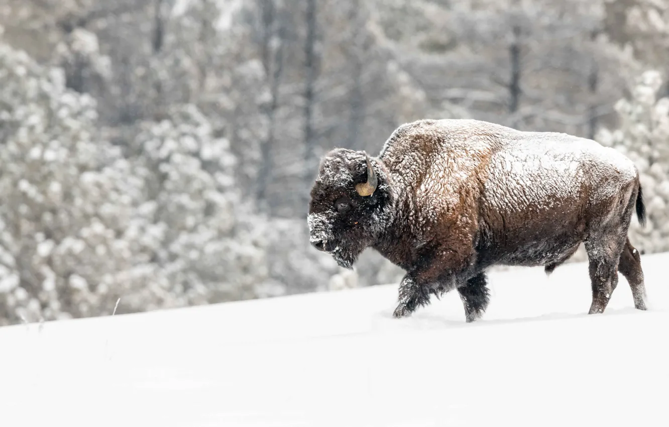 Photo wallpaper winter, forest, snow, the snow, walk, snowfall, bull, Buffalo