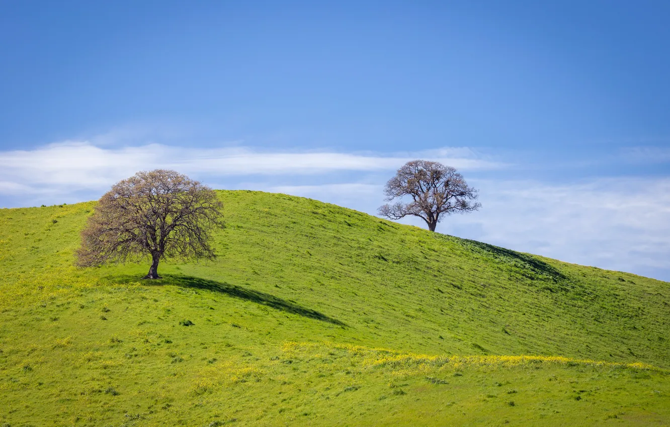 Photo wallpaper summer, trees, hills