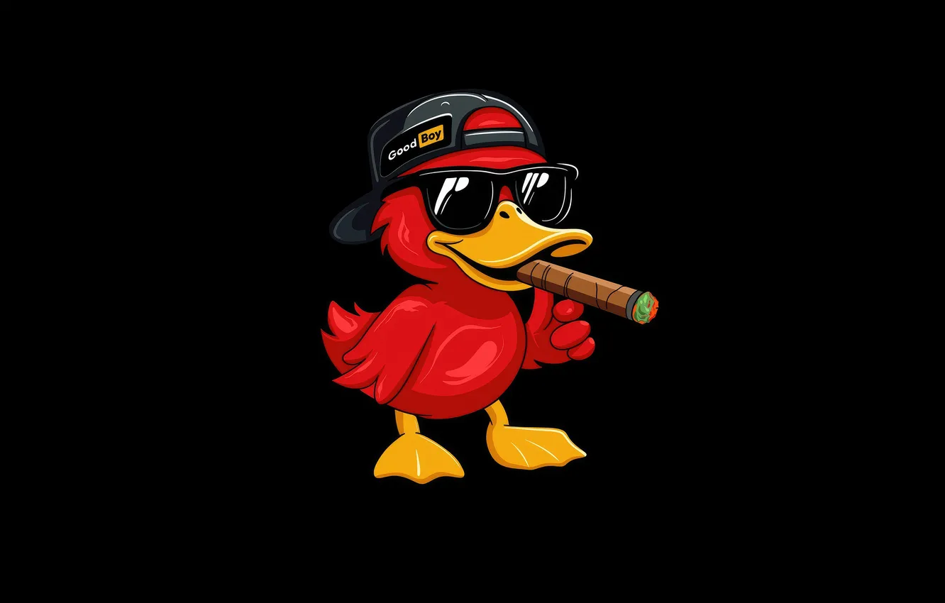 Photo wallpaper red, humor, positive, cigar, black background, duck, duck, Mallard