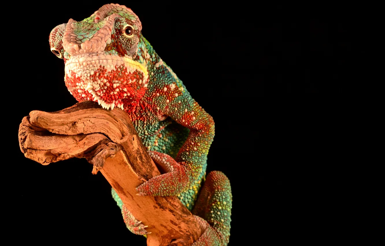 Photo wallpaper branches, chameleon, black background