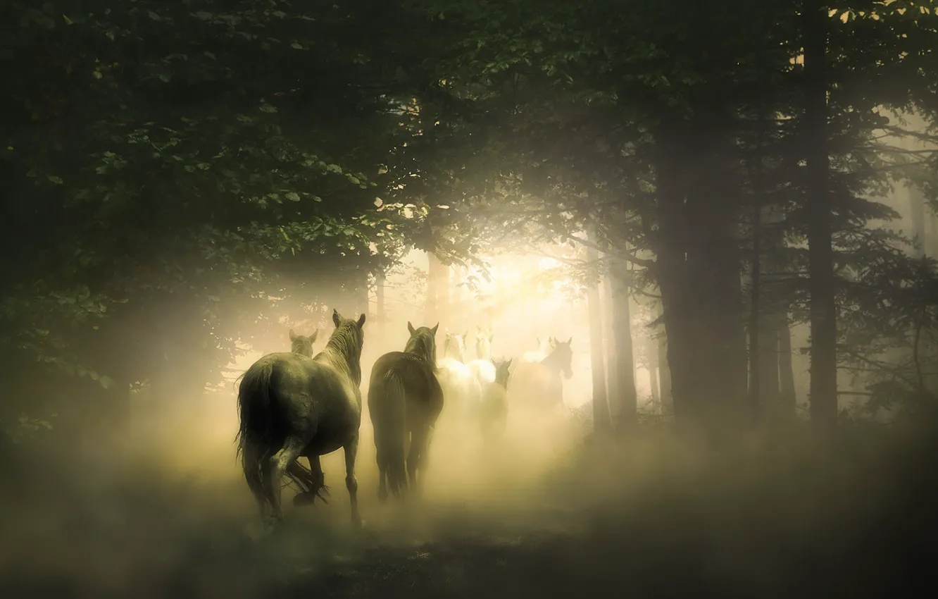 Photo wallpaper forest, fog, horse, dawn, horse, dust, morning, haze