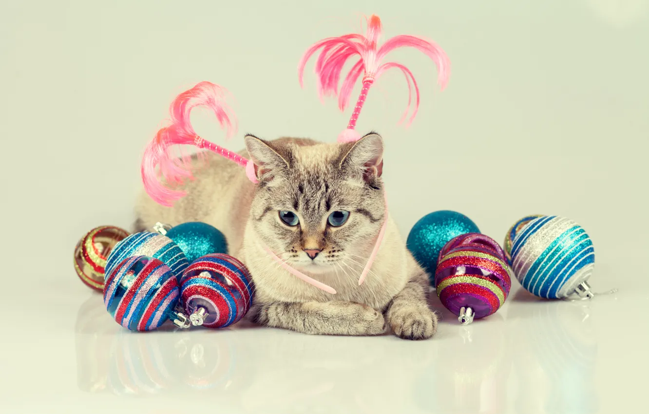 Photo wallpaper cat, cat, balls, toys