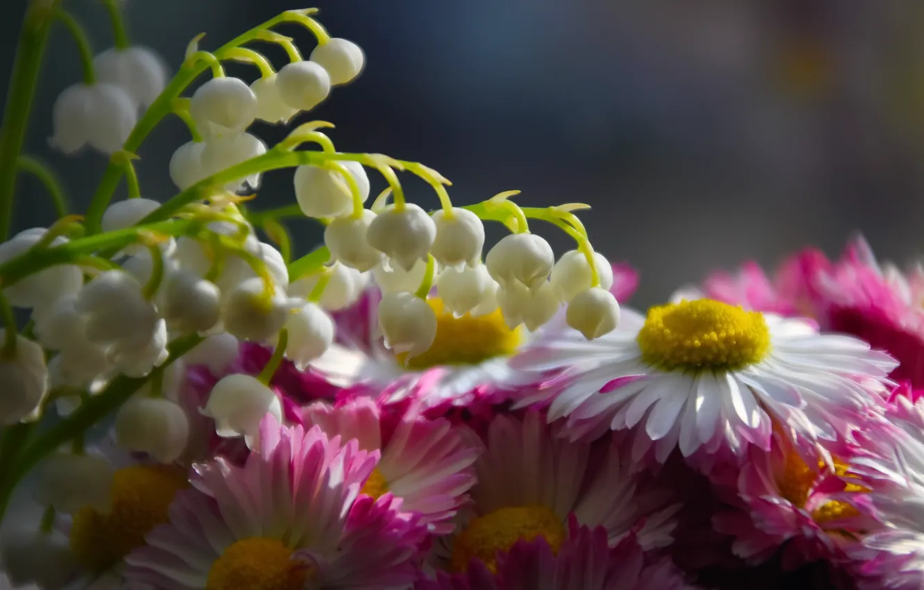 Photo wallpaper flowers, nature, spring, lilies of the valley, Daisy