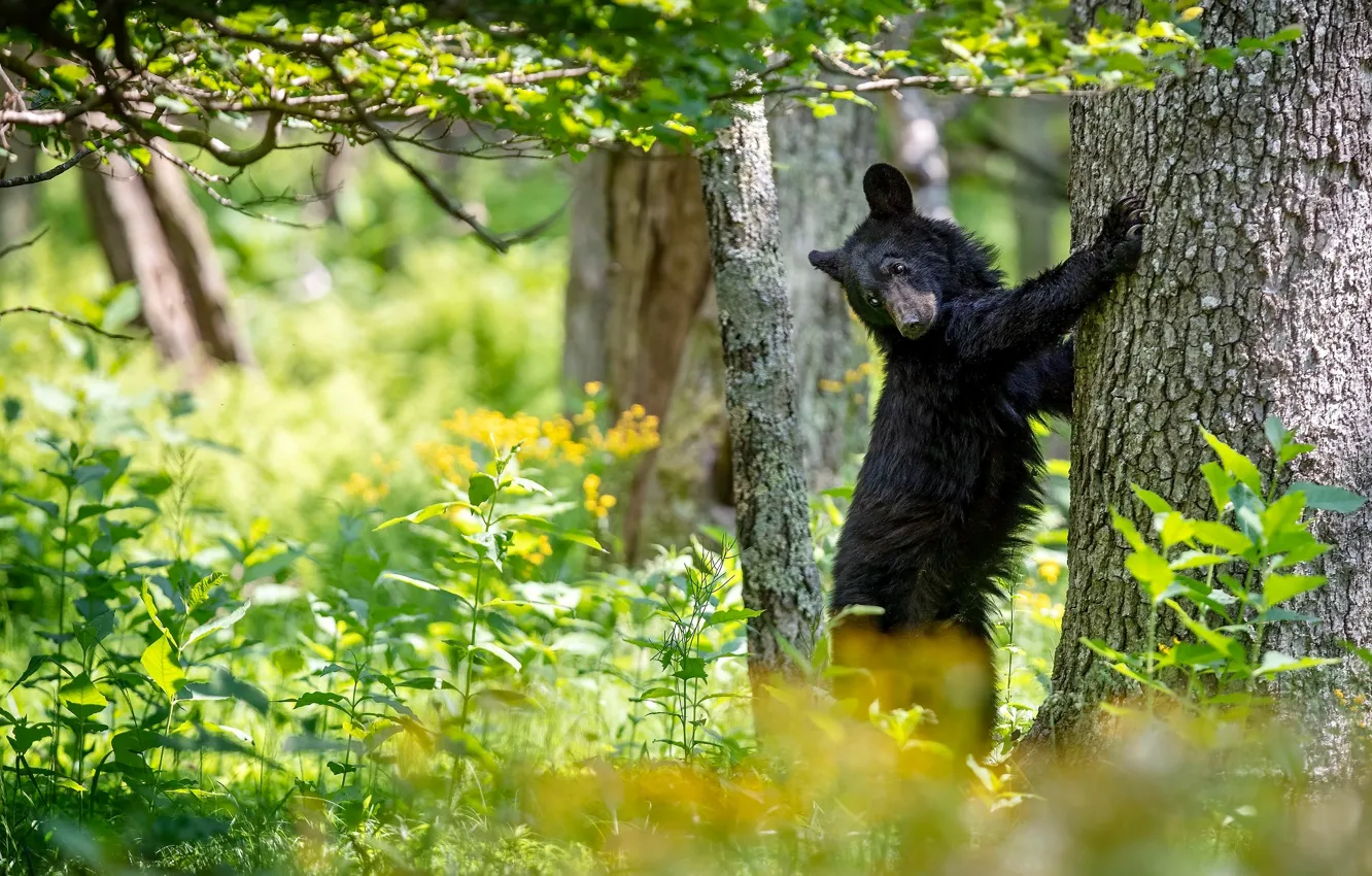 Photo wallpaper greens, trees, pose, black, bear, is, Baribal