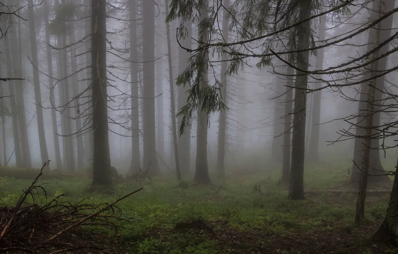 Photo wallpaper forest, trees, nature, fog, Ukraine, Ukraine, Carpathians, Gorgan