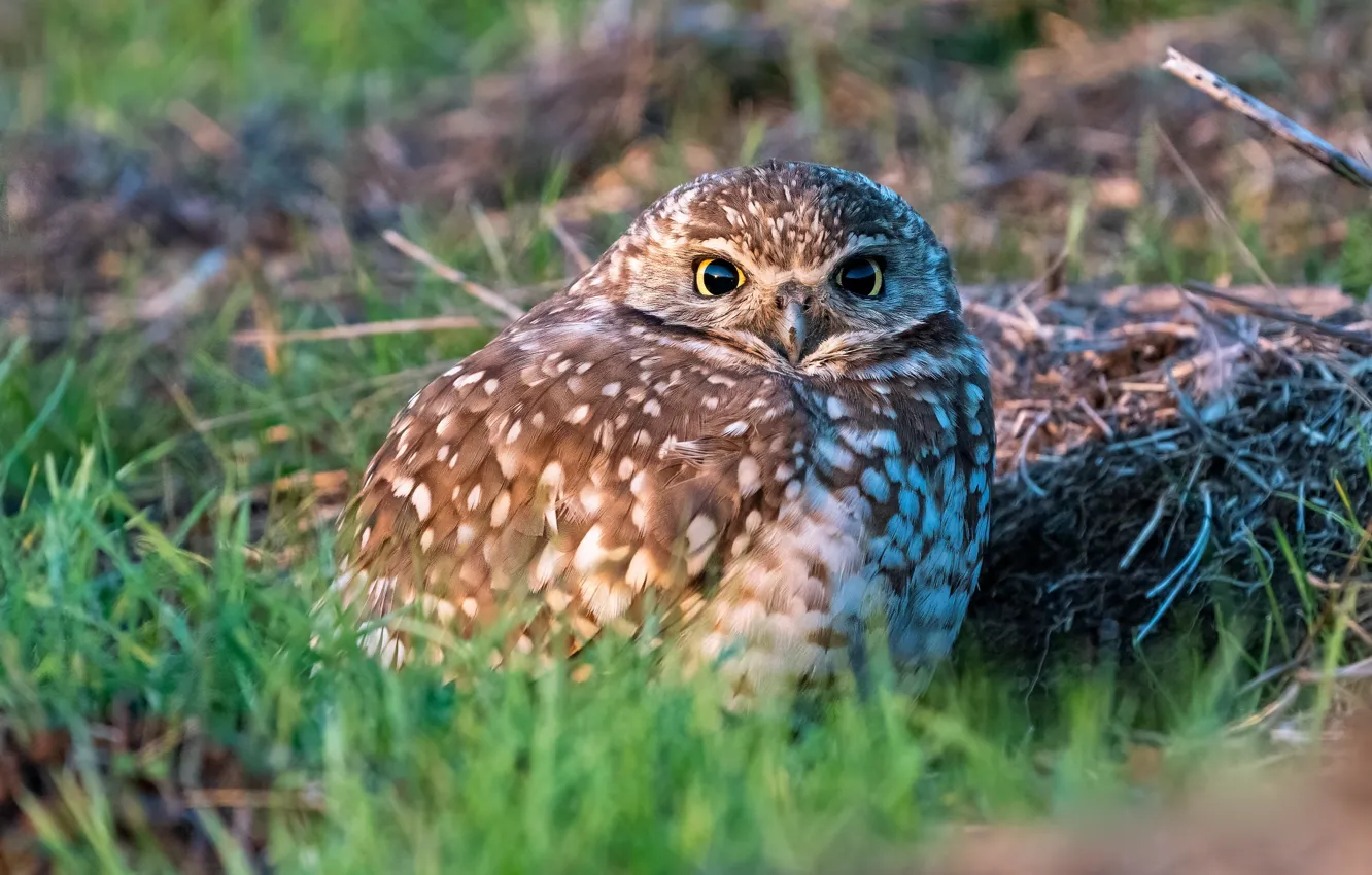 Photo wallpaper grass, look, owl, bird, owl