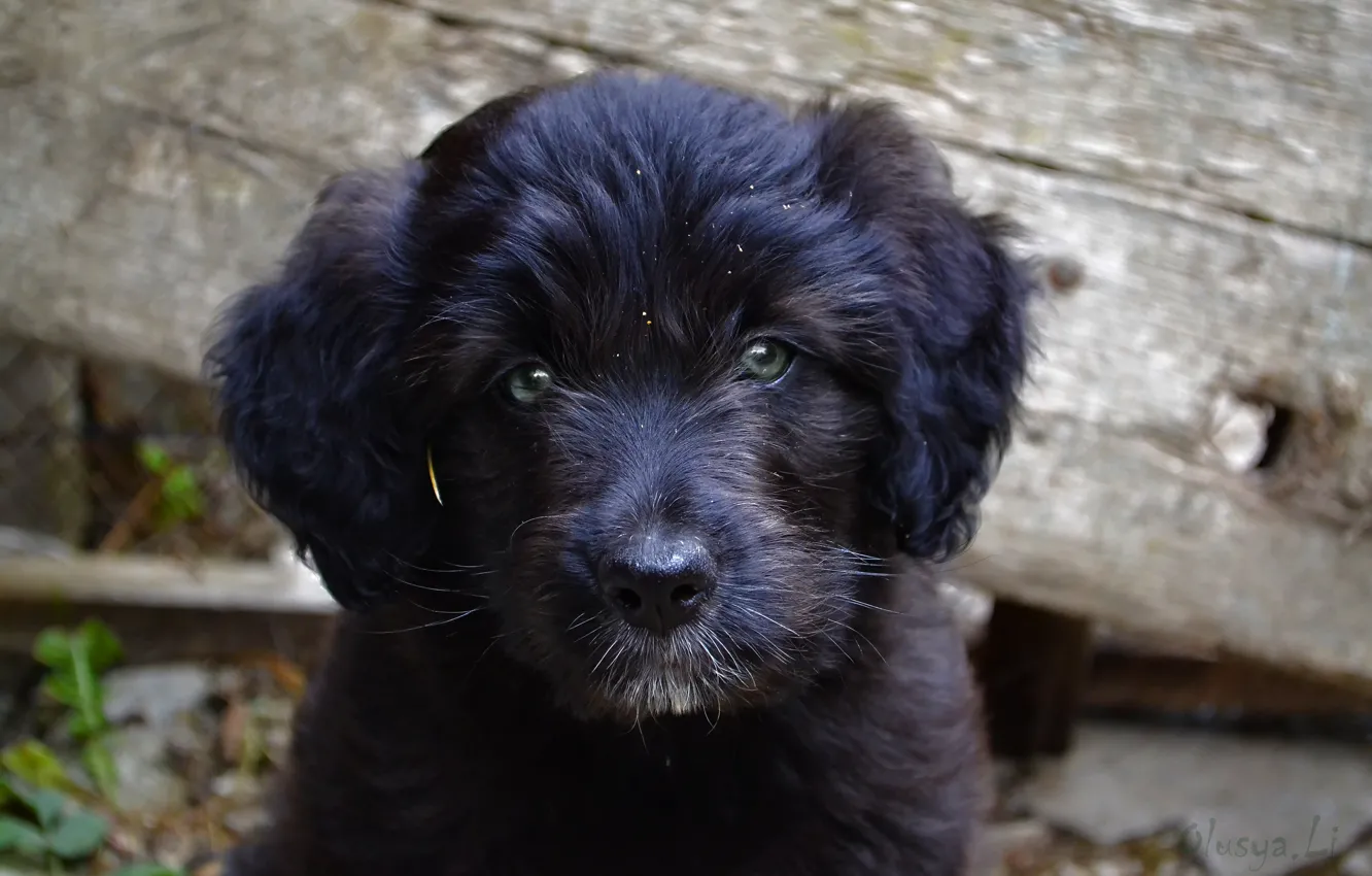 Photo wallpaper Wallpaper, dog, puppy, dog, black dog, puppy, black puppy, the giant Schnauzer