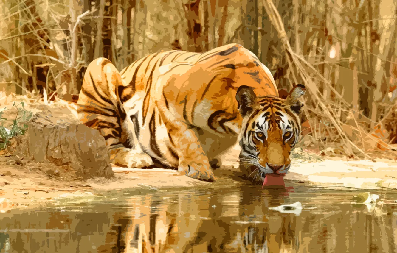 Photo wallpaper language, look, face, water, branches, tiger, pose, shore