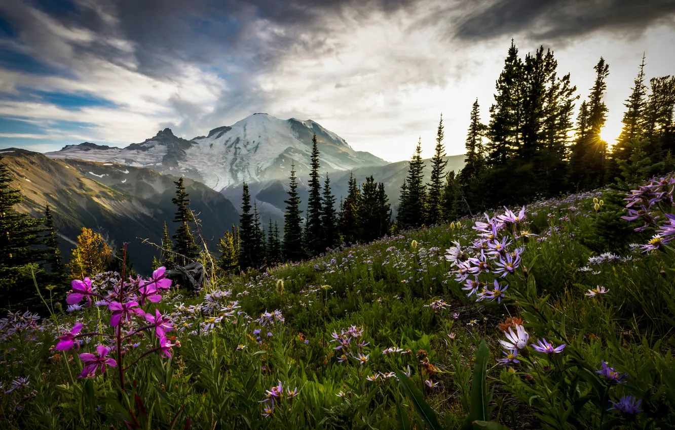 Photo wallpaper field, forest, flowers, ate
