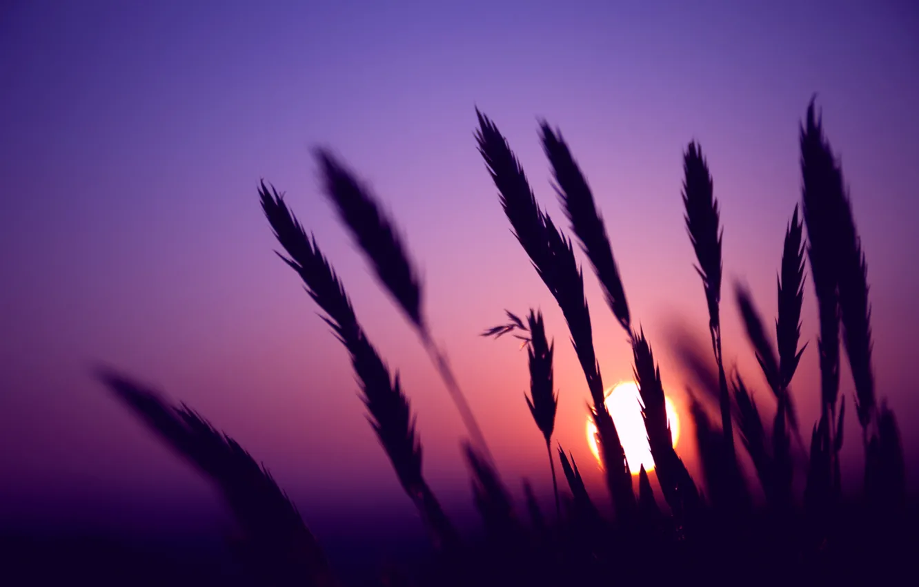 Photo wallpaper field, the sky, the sun, macro, sunset, the evening, blur, spikelets