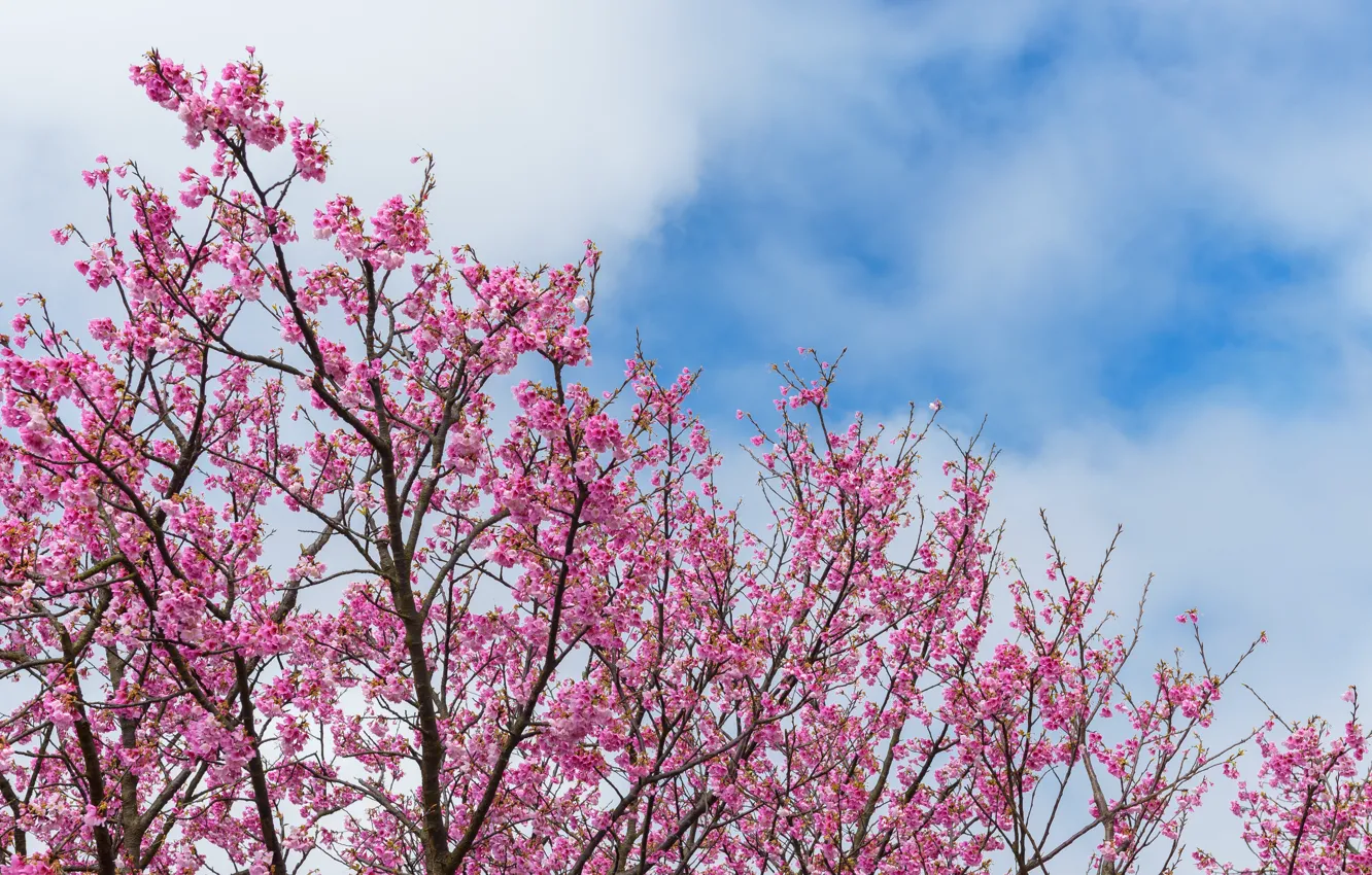Photo wallpaper branches, spring, Sakura, flowering, pink, blossom, sakura, cherry