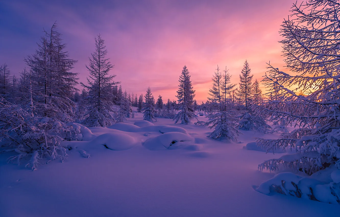 Photo wallpaper winter, forest, snow, trees, sunset, the evening, the snow