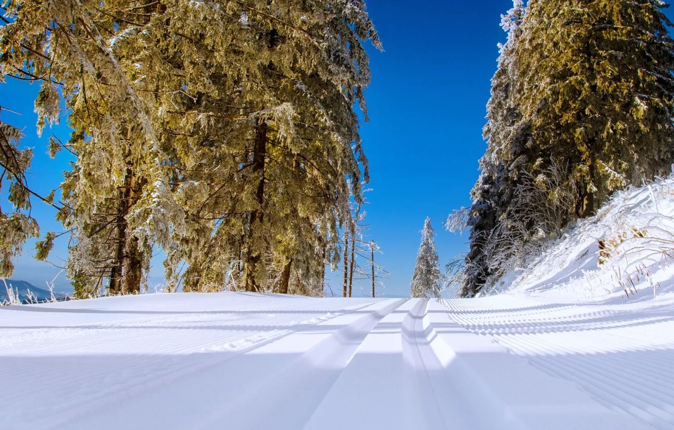 Photo wallpaper winter, road, snow, trees
