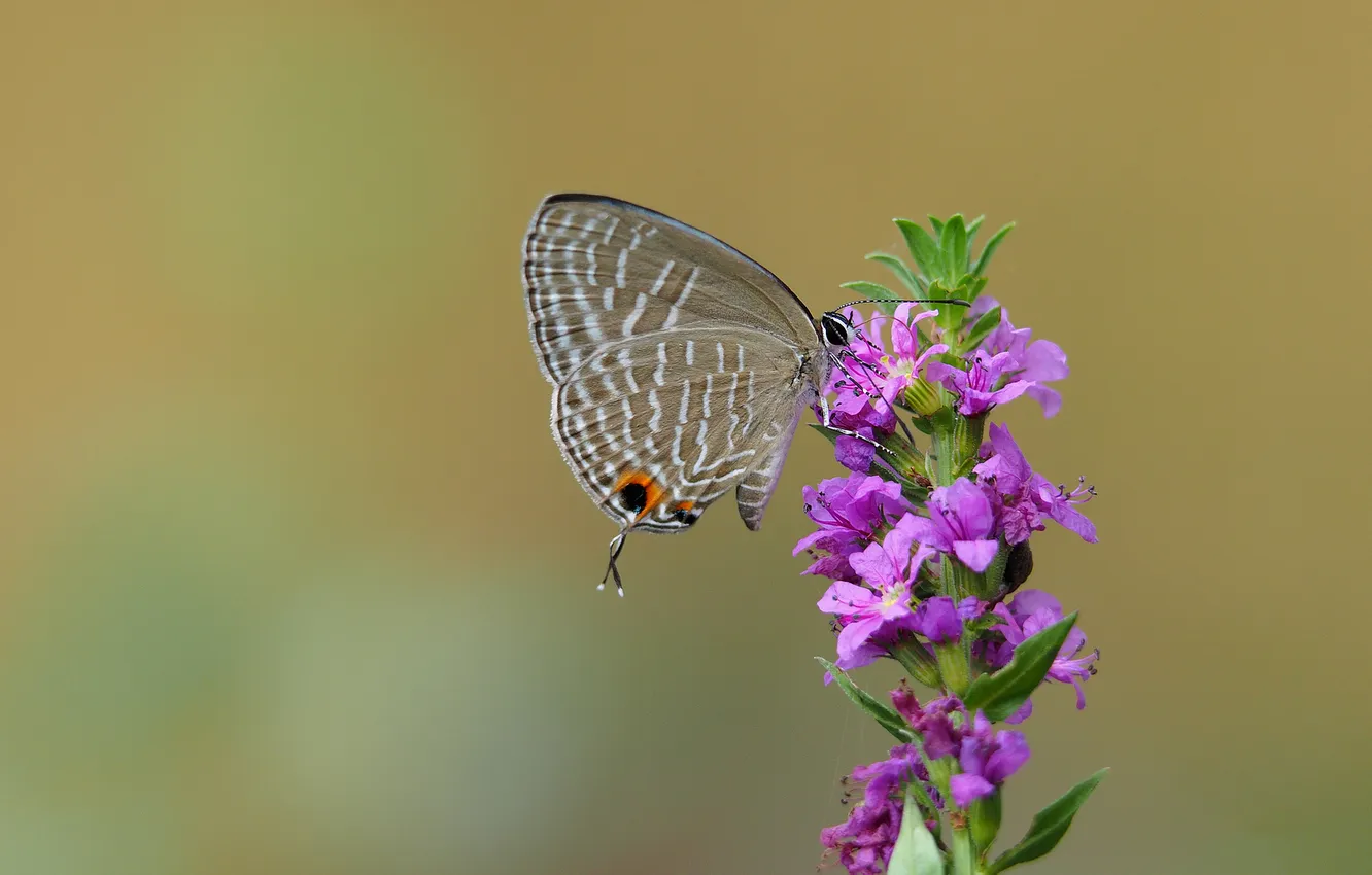 Photo wallpaper flowers, butterfly, plant, wings, insect, moth
