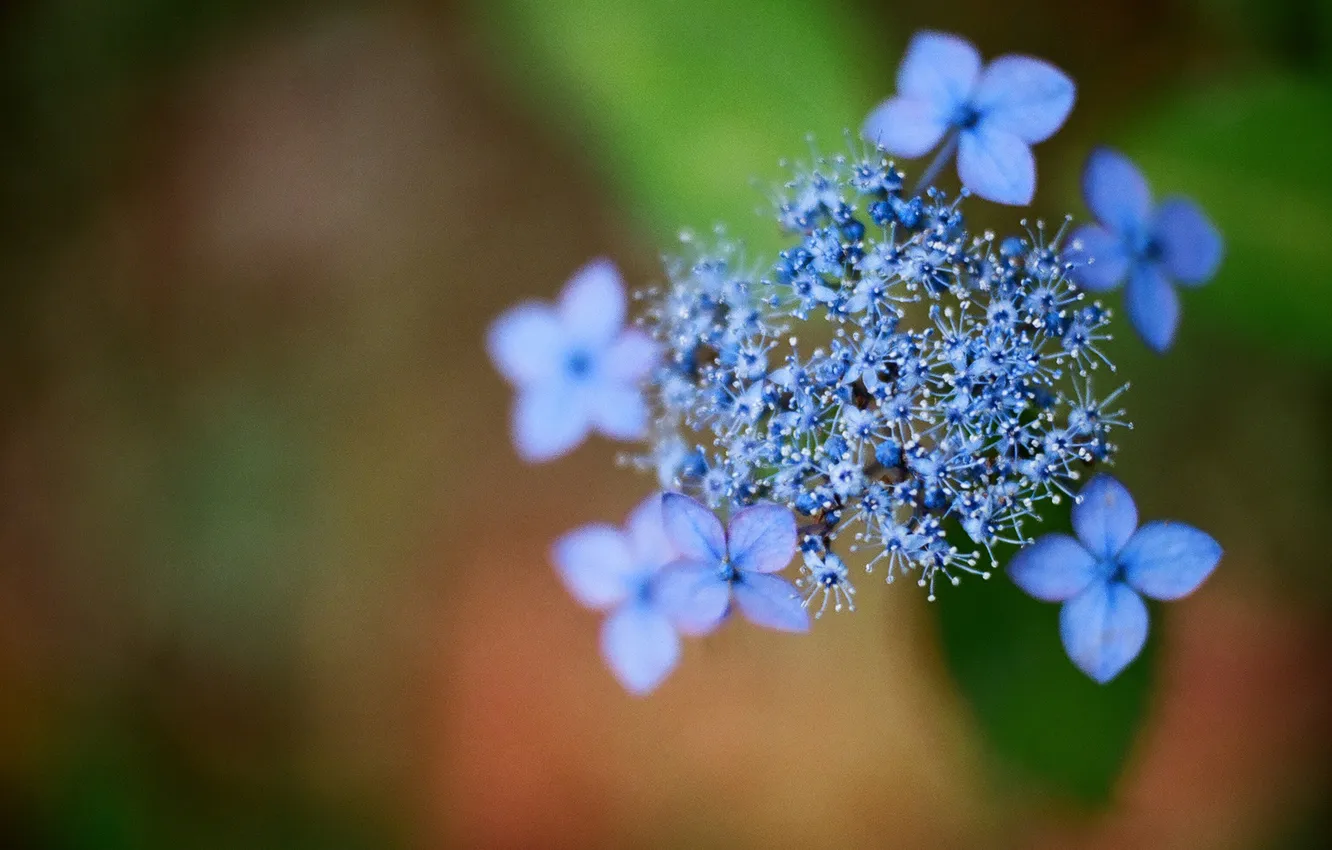 Photo wallpaper flowers, blue, hydrangea, hydrangea